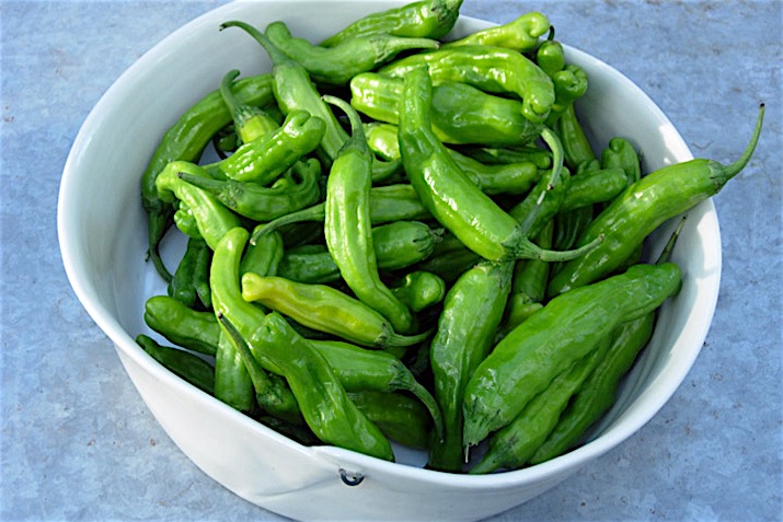 Shishito Pepper